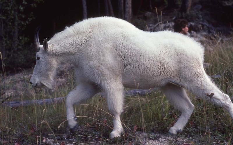 C Rockies 038 Sep-1981 Billy Goat.jpg